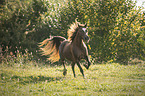 trotting Haflinger-Cross