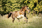 galloping Haflinger-Cross