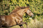 Haflinger-Cross Portrait