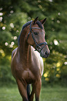 Trakehner-Cross Portrait
