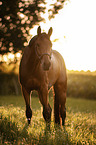 Trakehner-Cross