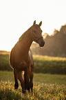 Trakehner-Cross
