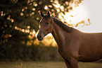 Trakehner-Cross Portrait