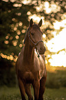 Trakehner-Cross Portrait