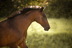 Trakehner-Cross Portrait