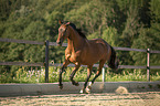 galloping Trakehner-Cross