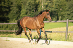 galloping Trakehner-Cross