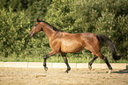 trotting Trakehner-Cross