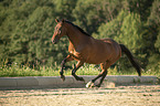 galloping Trakehner-Cross