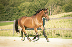trotting Trakehner-Cross