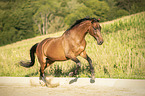 galloping Trakehner-Cross