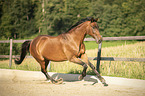 galloping Trakehner-Cross