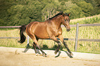galloping Trakehner-Cross