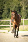 walking Trakehner-Cross