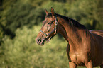 Trakehner-Cross Portrait