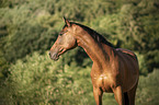 Trakehner-Cross Portrait