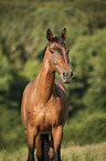 Trakehner-Cross Portrait