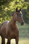 Trakehner-Cross Portrait
