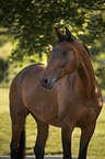 Trakehner-Cross Portrait