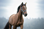 Trakehner-Cross Portrait