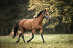trotting Trakehner-Cross