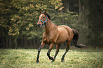 galloping Trakehner-Cross