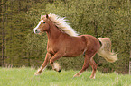 galloping Black-Forest-Horse-cross