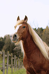 Black-Forest-Horse-cross portrait