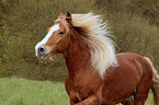 Black-Forest-Horse-cross