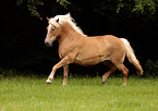 trotting Black-Forest-Horse-cross