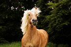 Black-Forest-Horse-cross portrait
