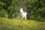 galloping Welsh-Cross