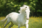 galloping Welsh-Cross