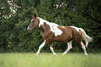 trotting warmblood-cross