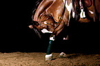 Paint Horse-Cross