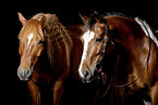 2 horses