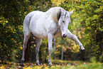 Quarter Horse-Cross with spanish step