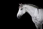 Lipizzan-Cross Portrait