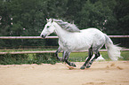 galloping Lipizzan-Cross