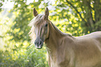 New-Forest-Pony-Haflinger-Cross