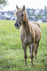 New-Forest-Pony-Haflinger-Cross