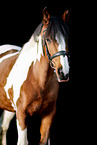 Riding-Pony-Cross Portrait