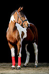Riding-Pony-Cross