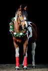 Riding-Pony-Cross