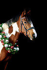 Riding-Pony-Cross Portrait