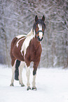 Riding-Pony-Cross