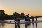 horses in the water