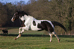 galloping Brandenburgian-Mecklenburg-Cross