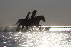 horses in the water