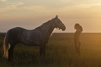 woman and Lipizzaner-Cross